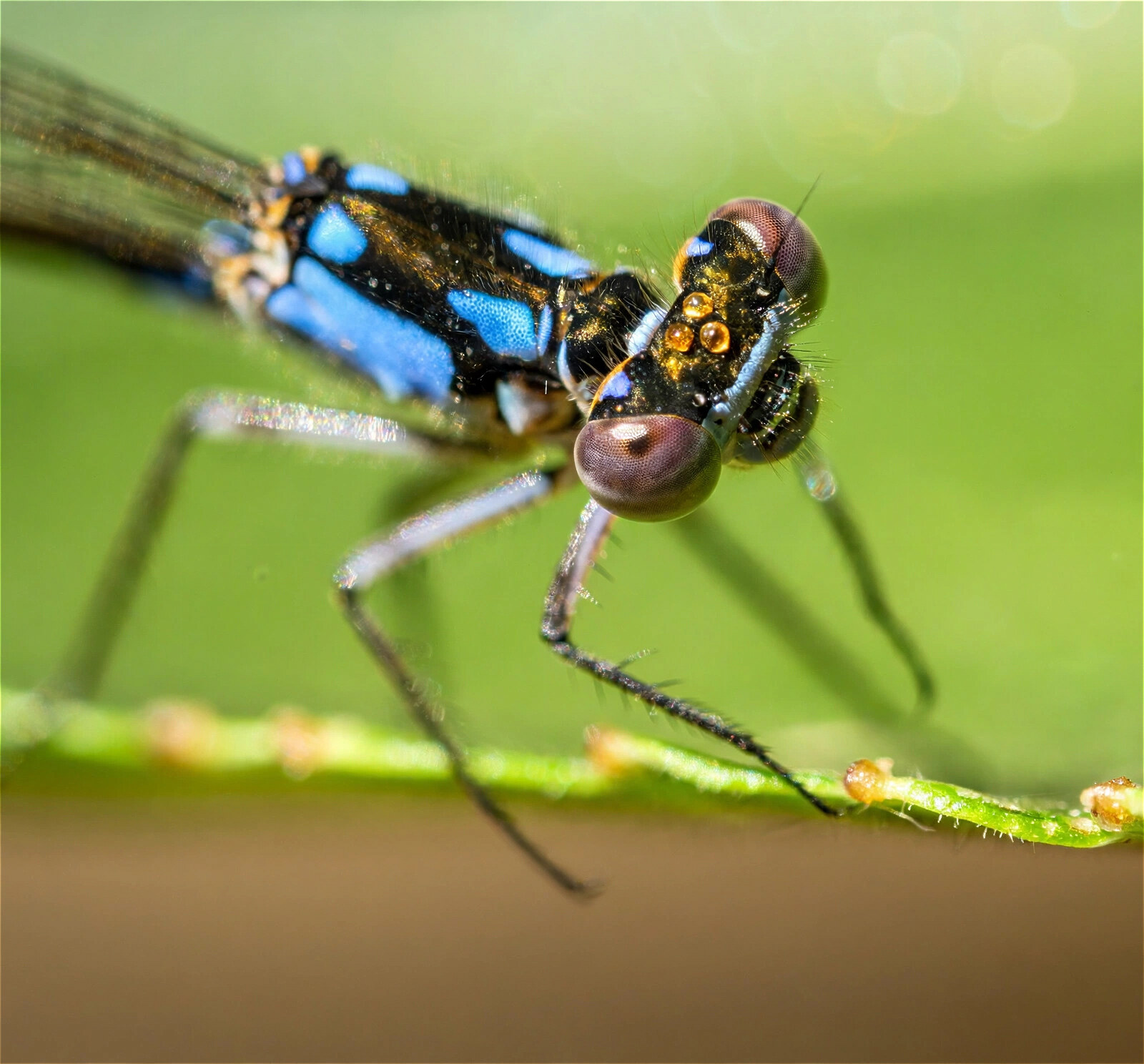 Top of a damselfly head showing three amber ocelli in a triangle between the two compound eyes