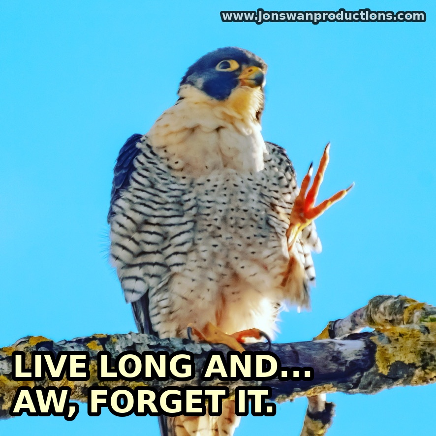 Peregrine falcon on a lichen-covered branch raising one talon like a Vulcan salute, with a starship silhouette in the misty background, captioned Live long and... aw, forget it