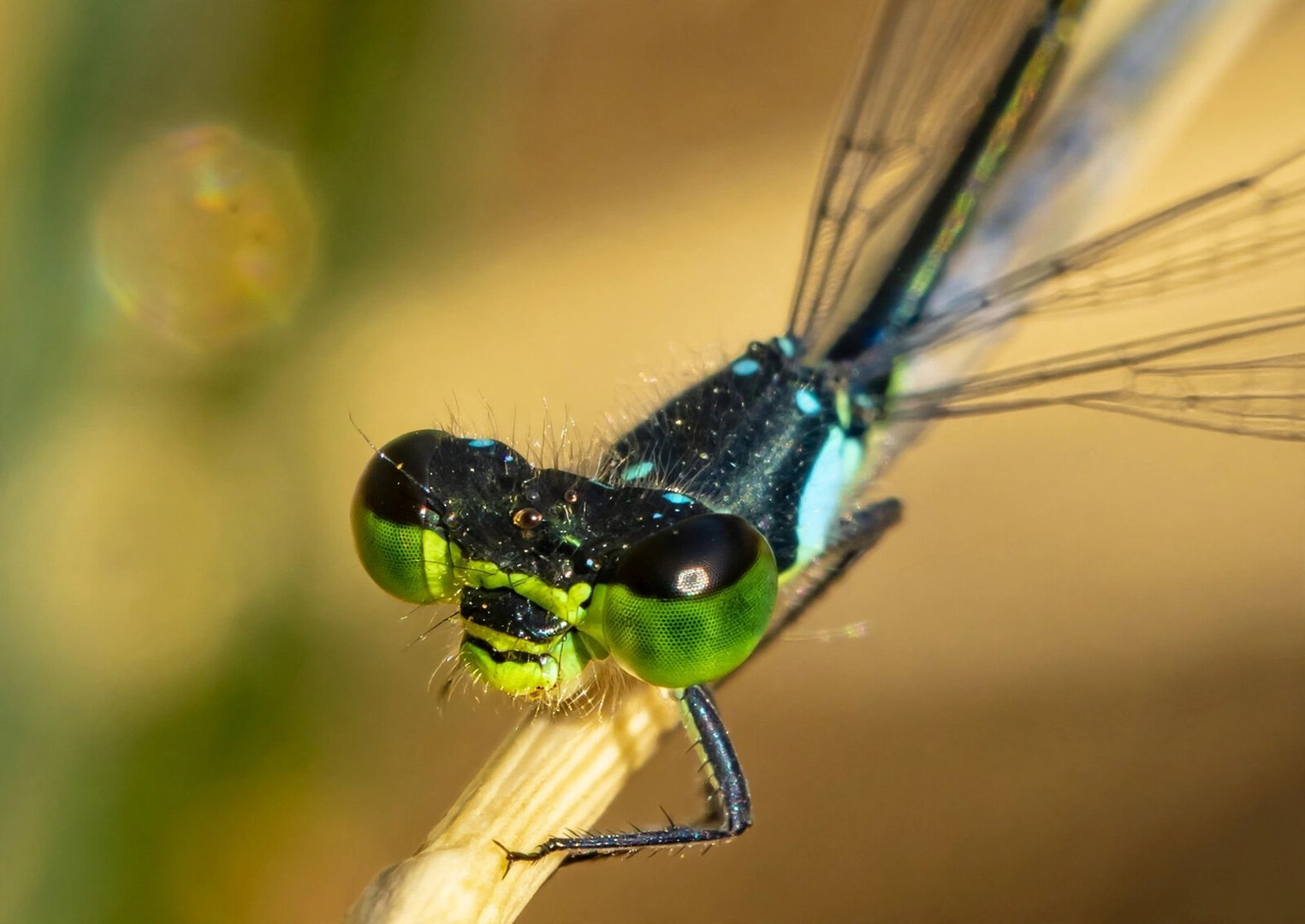 The Damselflies of Oaks Bottom