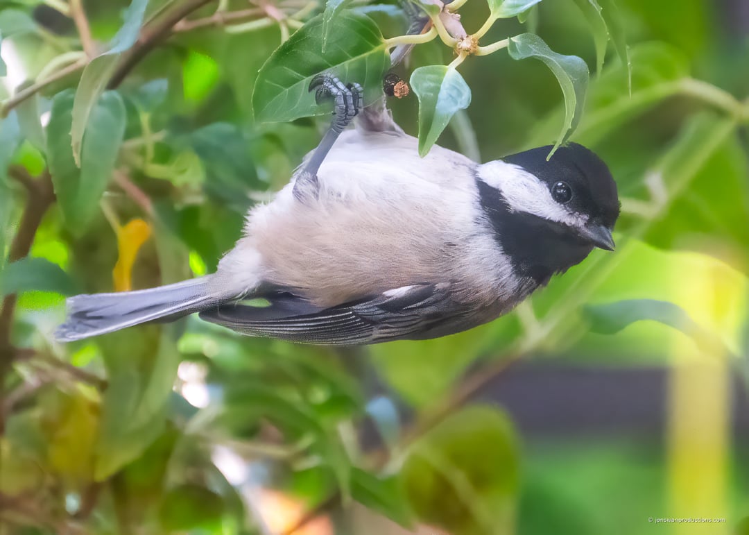 Black-capped Chickadee hanging upside down on a goji berry branch