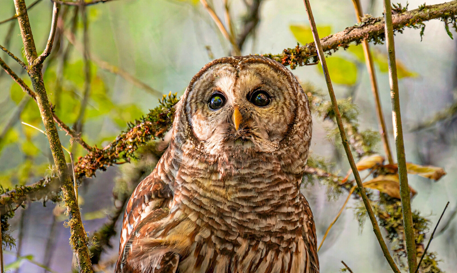 Barred owl with dark eyes among mossy branches, looking into the camera