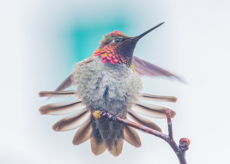 The Male Anna’s Hummingbird