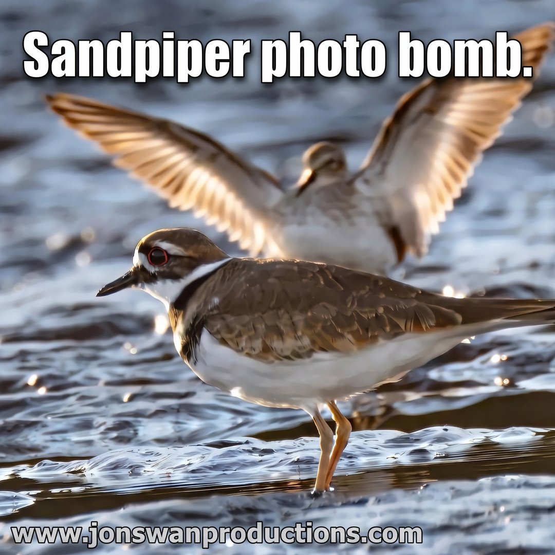 Killdeer standing in shallow sparkling water while a sandpiper flares its wings directly behind it, captioned Sandpiper photo bomb