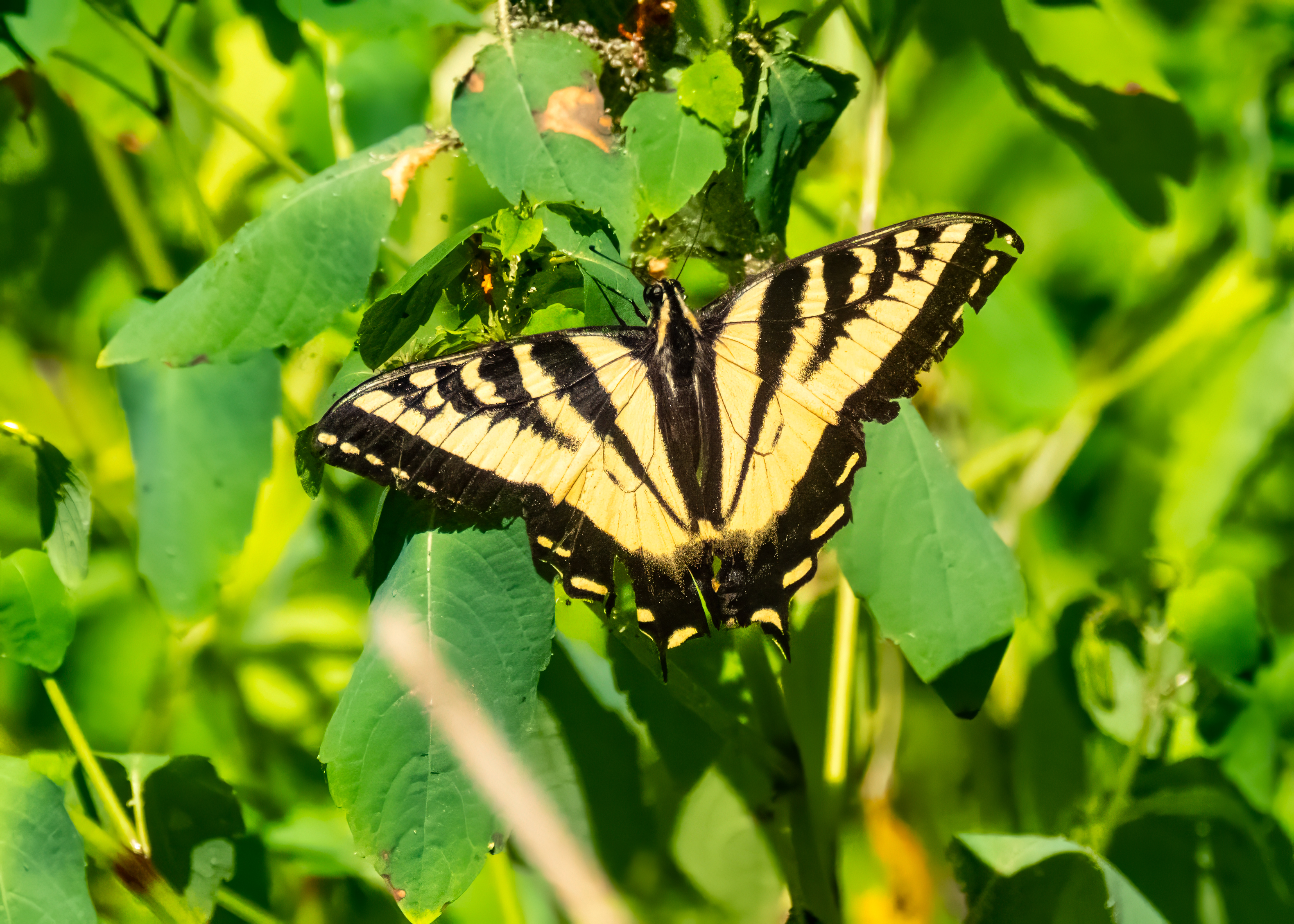 A swallowtail butterfly