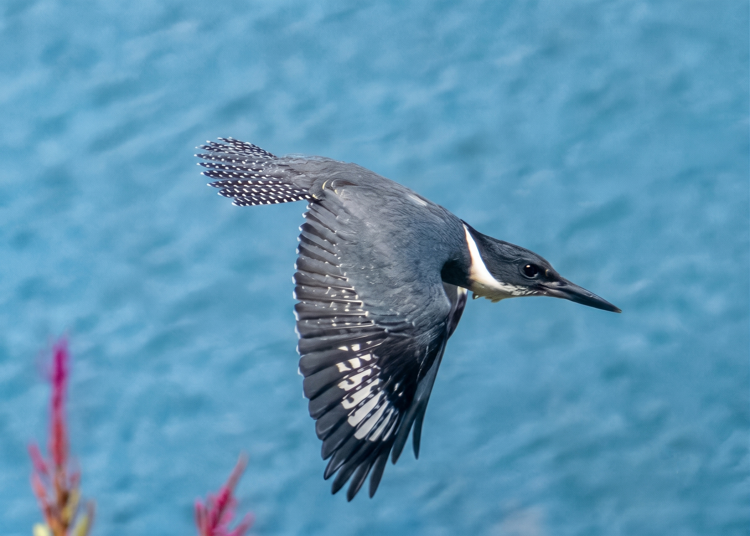 Female Belted Kingfisher in flight, showing the barred pattern across her wings and tail