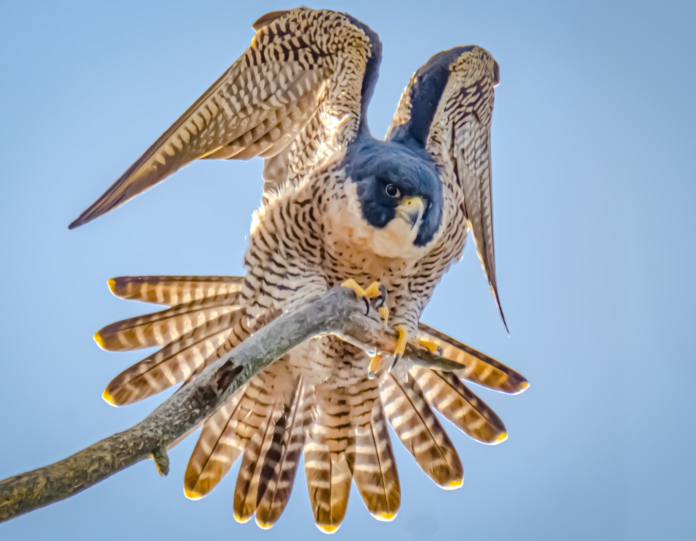 Falcons,Fugues, and Fast Fingers