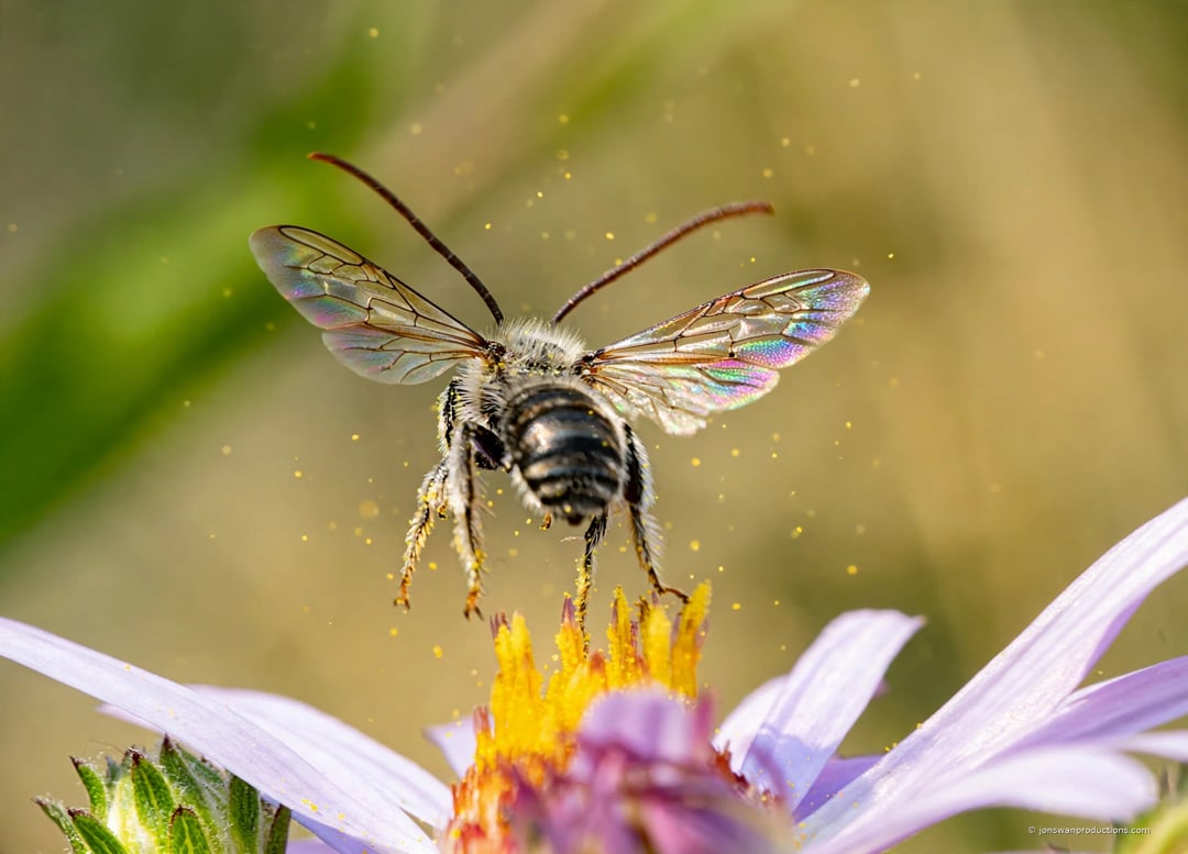 A long-horned bee in flight above a Douglas aster, wings spread