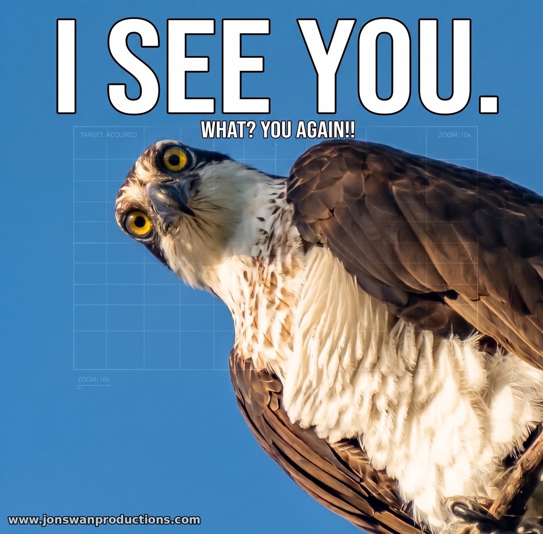 Osprey with head tilted fully sideways staring into the camera through a targeting overlay, captioned I see you. What? You again!!