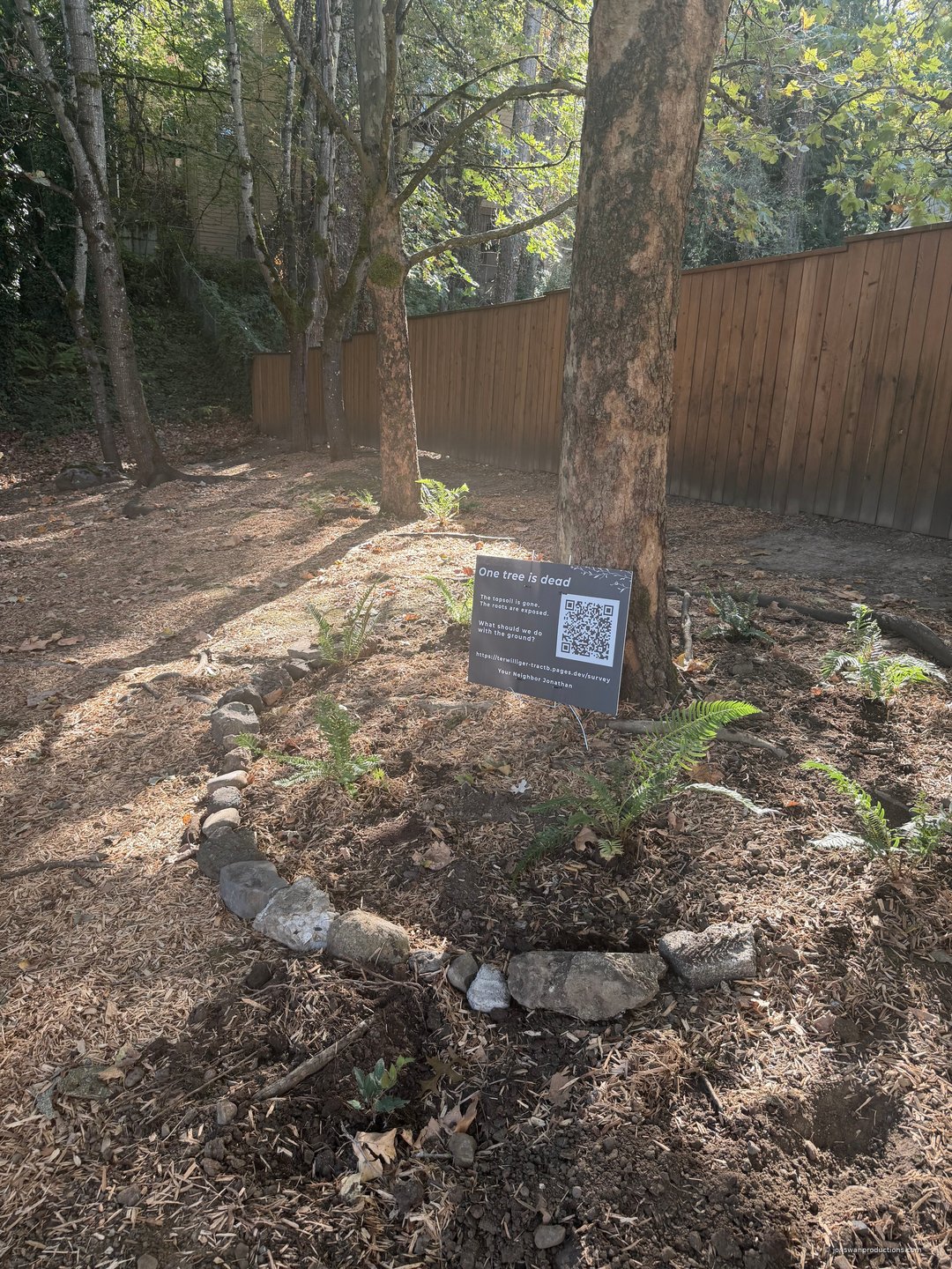 A curving line of salvaged stone laid across a slope with wood chips behind it and newly planted sword ferns