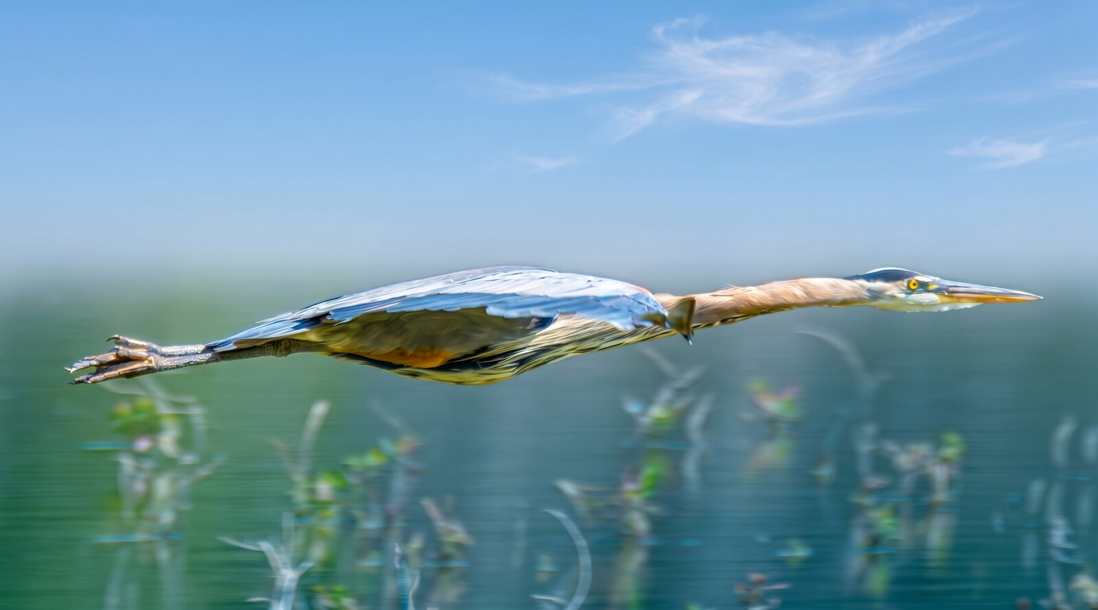 Great blue heron in a fully streamlined glide with wings tucked, neck extended and legs trailing, over water
