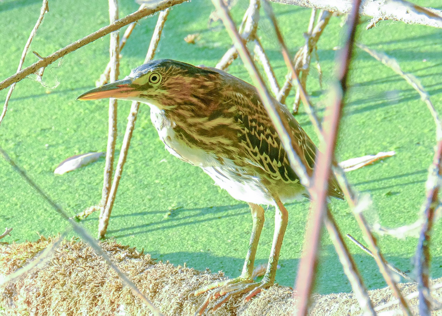 The Green Heron in Oaksbottom Wildlife Refuge: A Hidden Gem of Avian Diversity