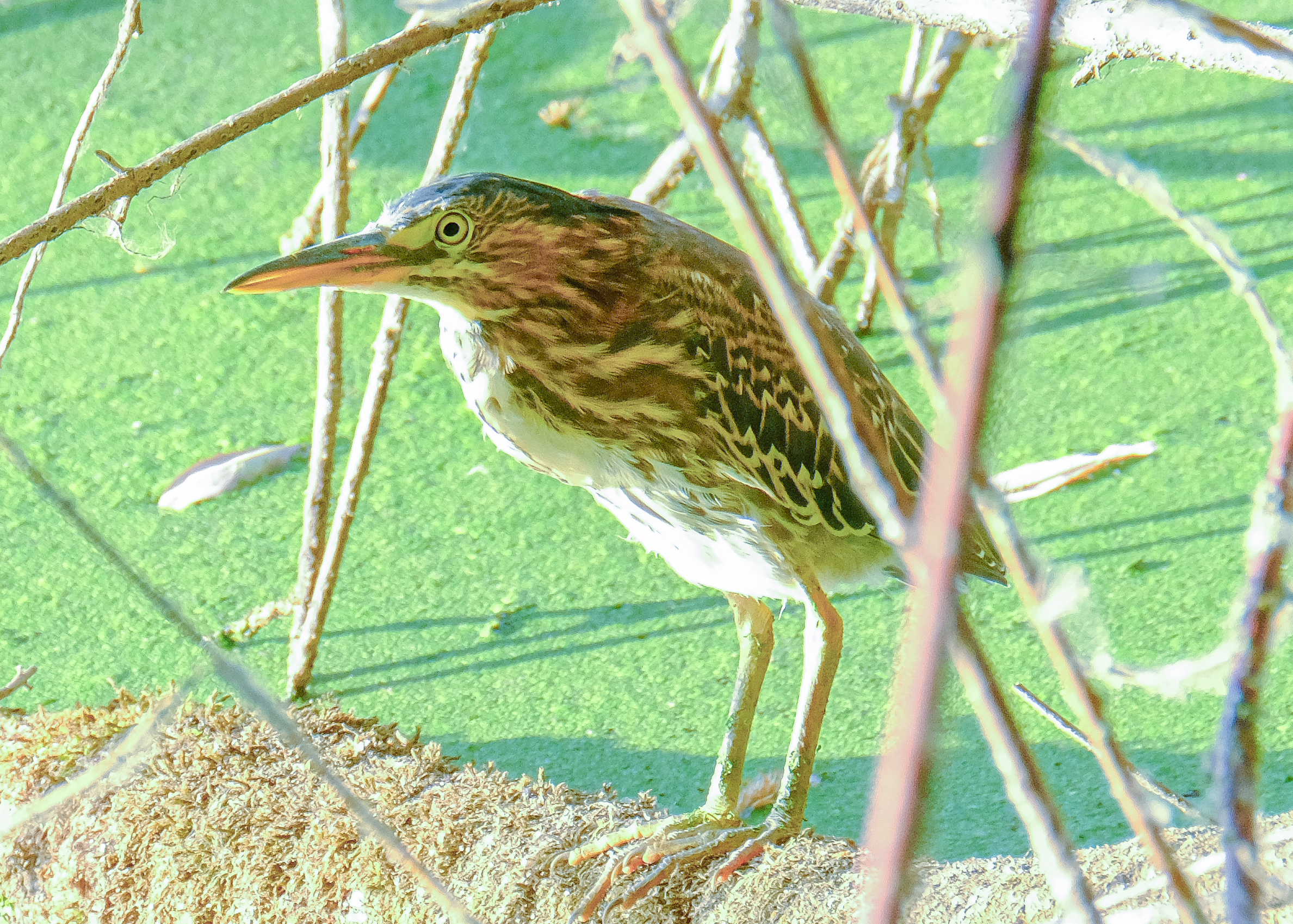Green Heron