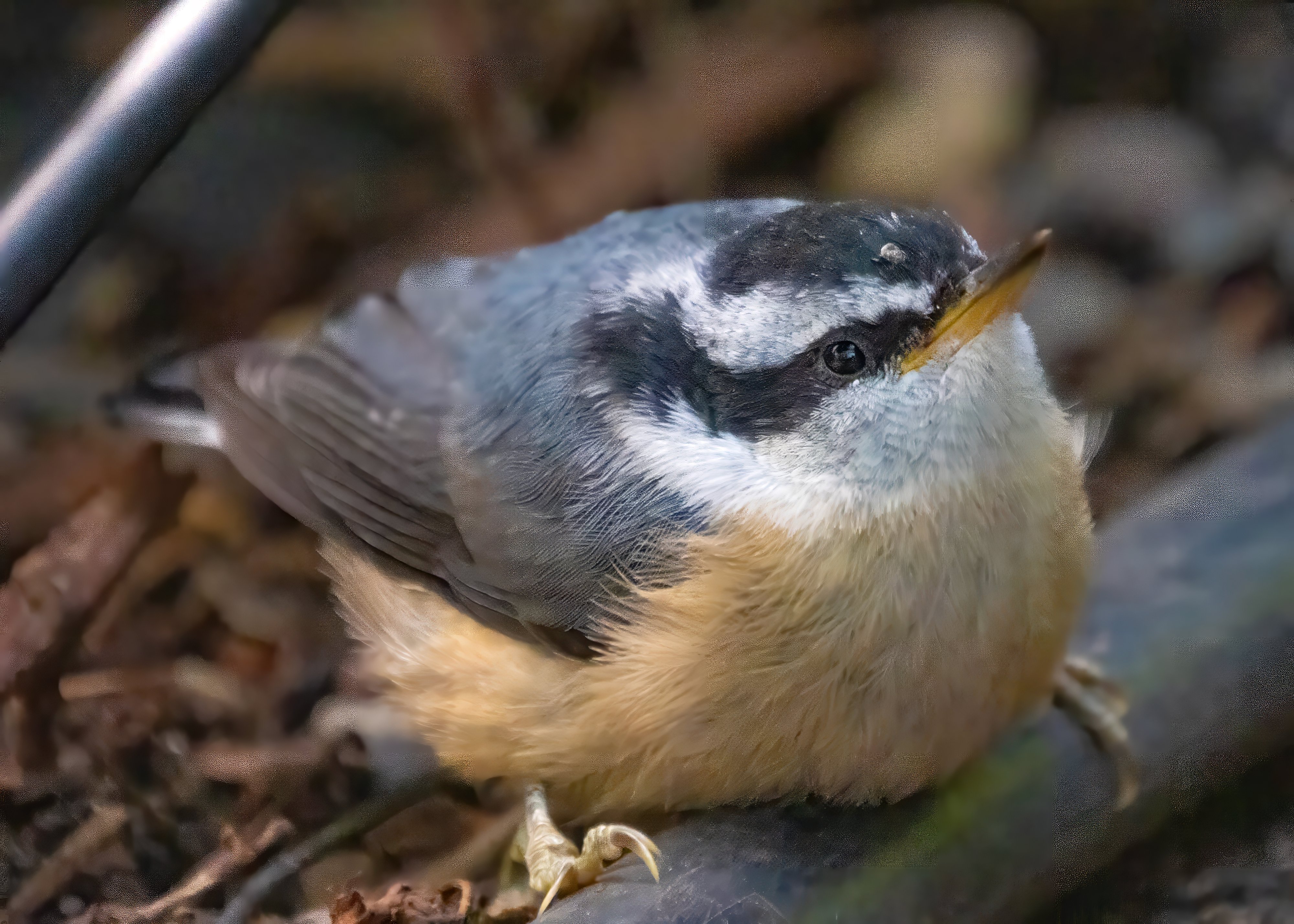 A baby red-breasted nuthatch waiting for its parent to return with food