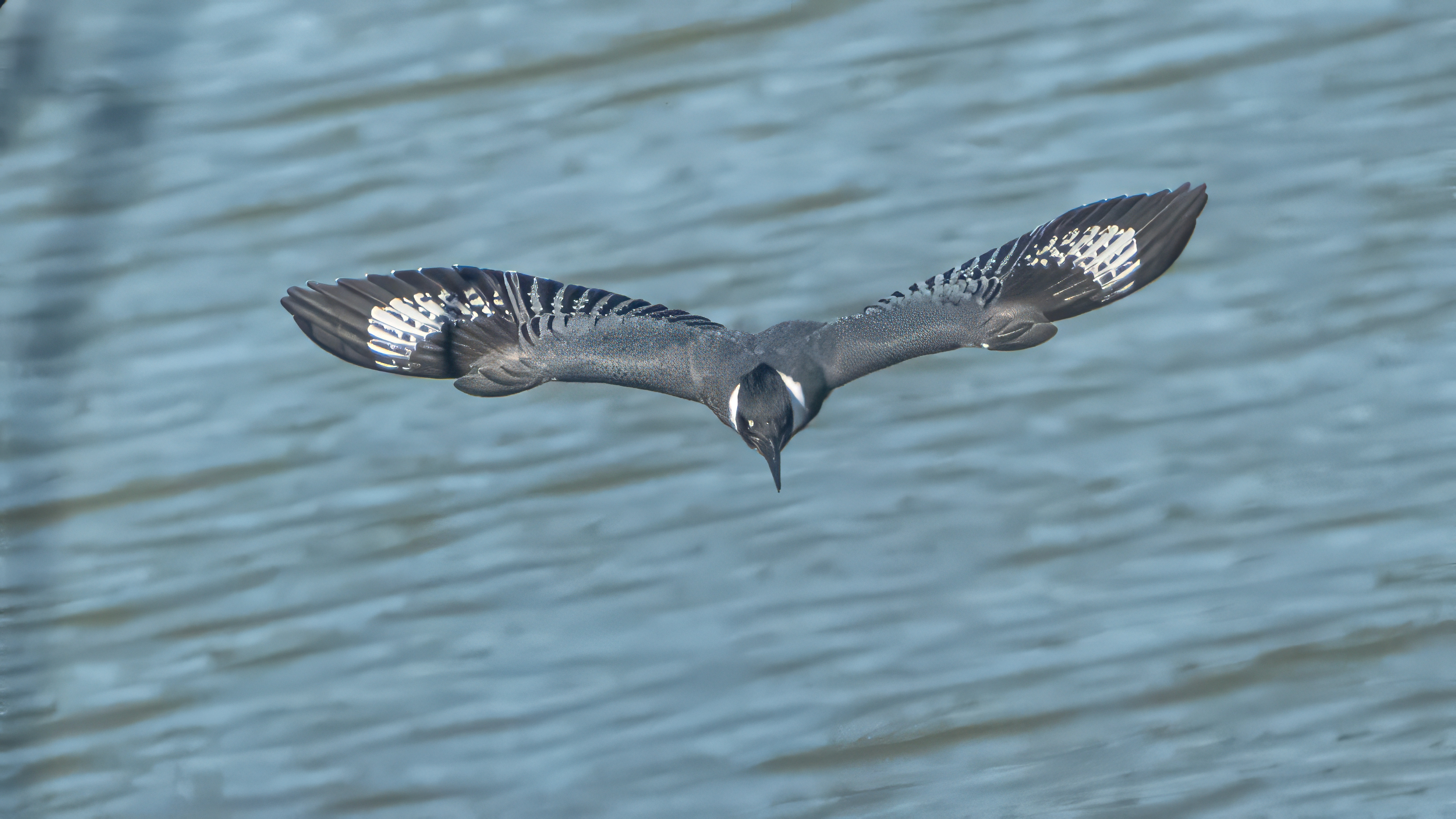 Female Belted Kingfisher flying straight toward the camera, showing the pattern across the top of her wings