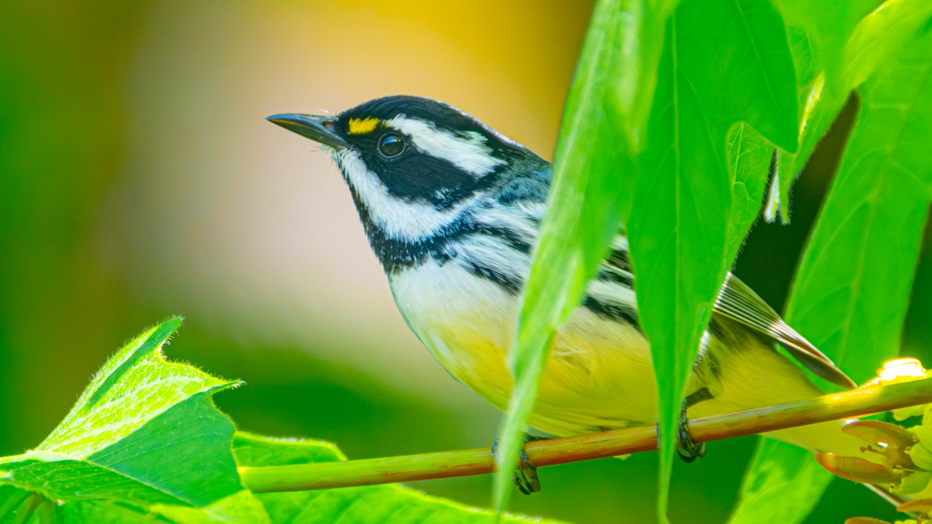 Black-throated Gray Warbler foraging in tree at Sellwood Park