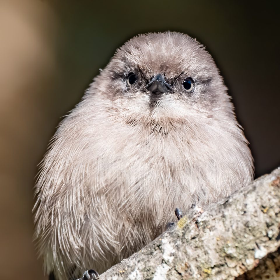 Fluff and Fury: A Flock of Bushtits in Sellwood Oregon