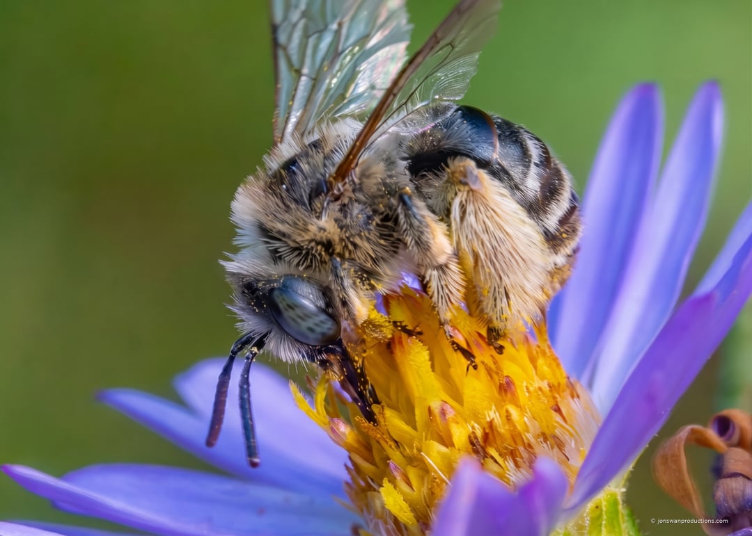 Female long-horned bee on a Douglas aster, pale hair bands across the abdomen and a green eye with fine dark striping