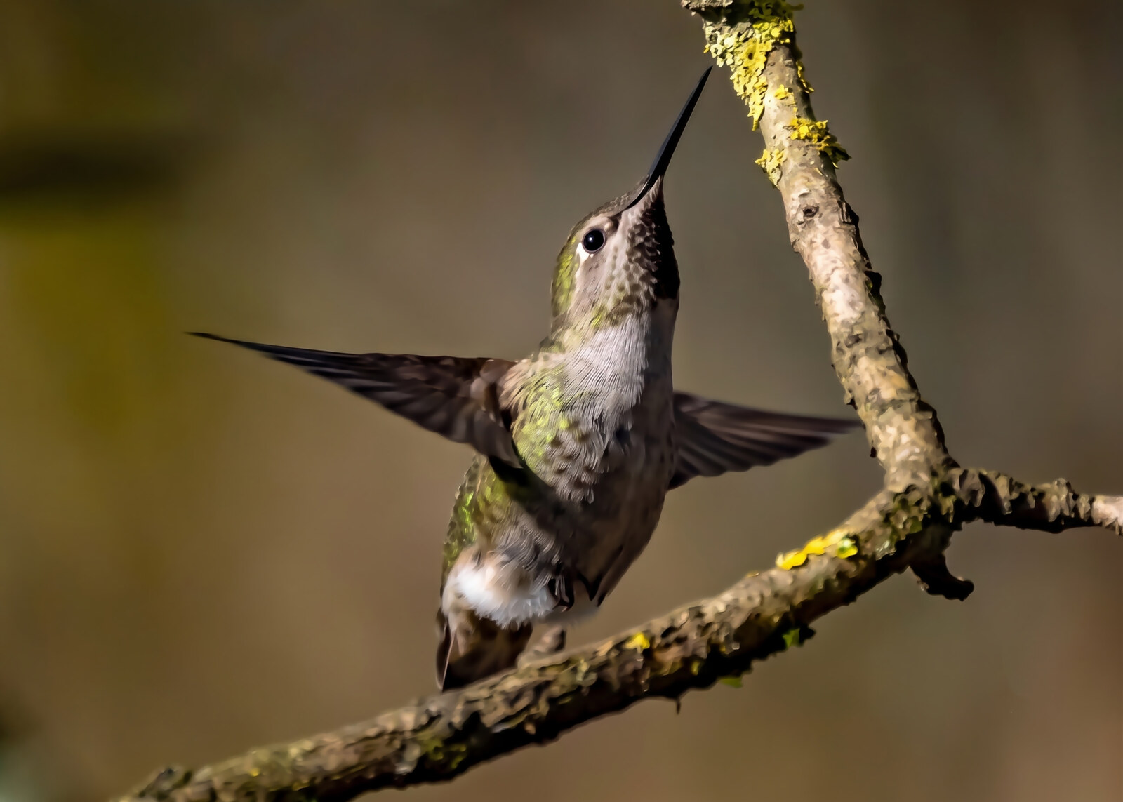 Female Anna's hummingbird with wings spread on a lichen-covered branch in soft forest canopy light