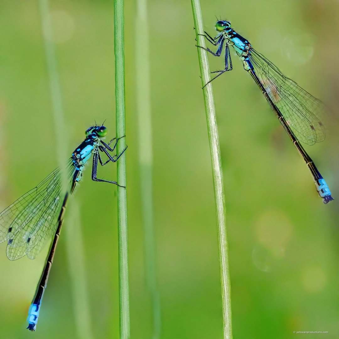 Two blue damselflies perched head-up on neighboring grass blades