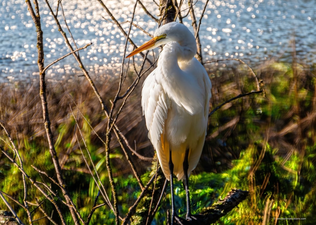 Great white egret standing among bare branches at the water's edge with sparkling bokeh behind it