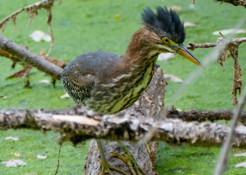 Green Heron