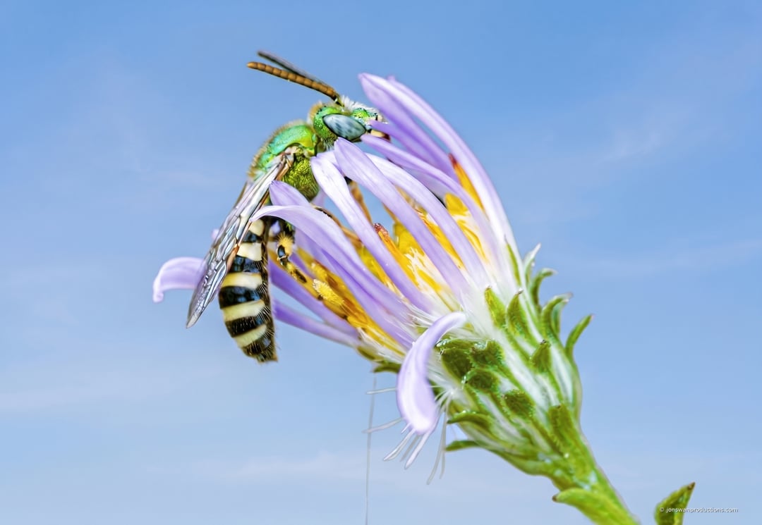 Metallic green sweat bee on a lavender aster against blue sky