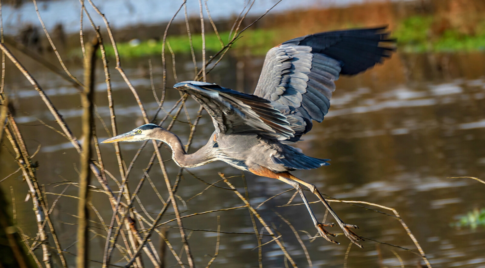 Great blue heron flying low over water with wings raised on the upstroke