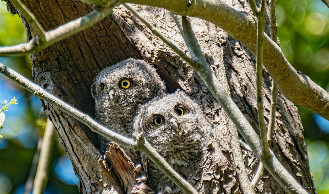 Two western screech owlets framed by branches at their nest cavity