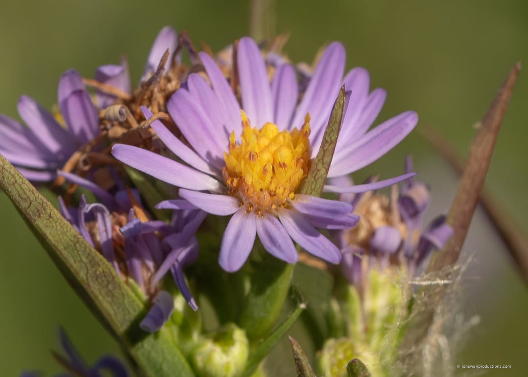 Douglas aster in October with one fresh lavender bloom surrounded by spent flowers gone to seed