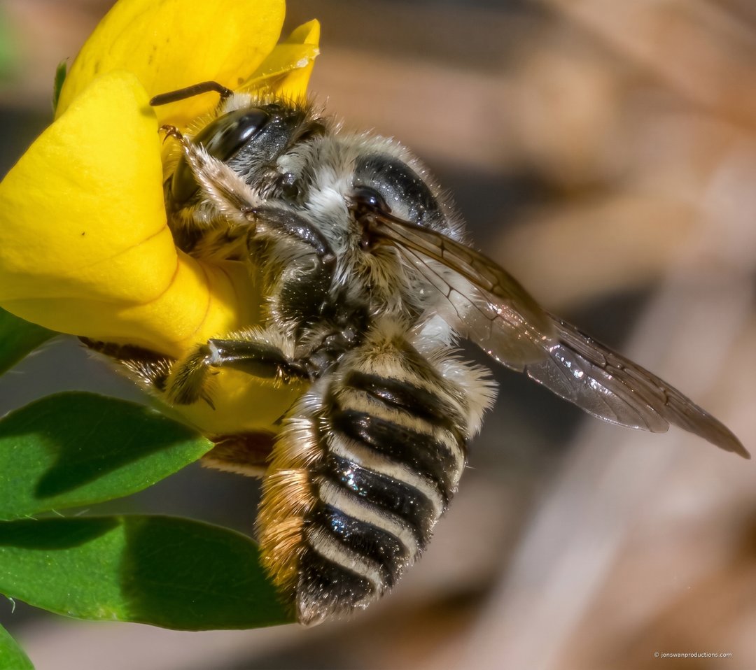 Macro photograph of a leafcutter bee on a yellow flower