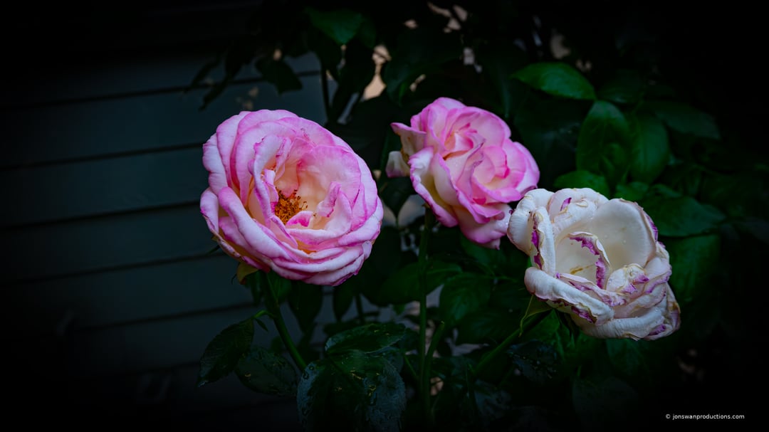 Pink roses, one full bloom and one loosening its petals