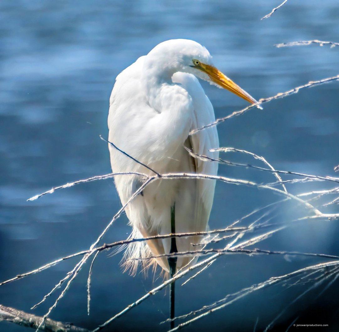 Great white egret framed by fine branches against deep blue water