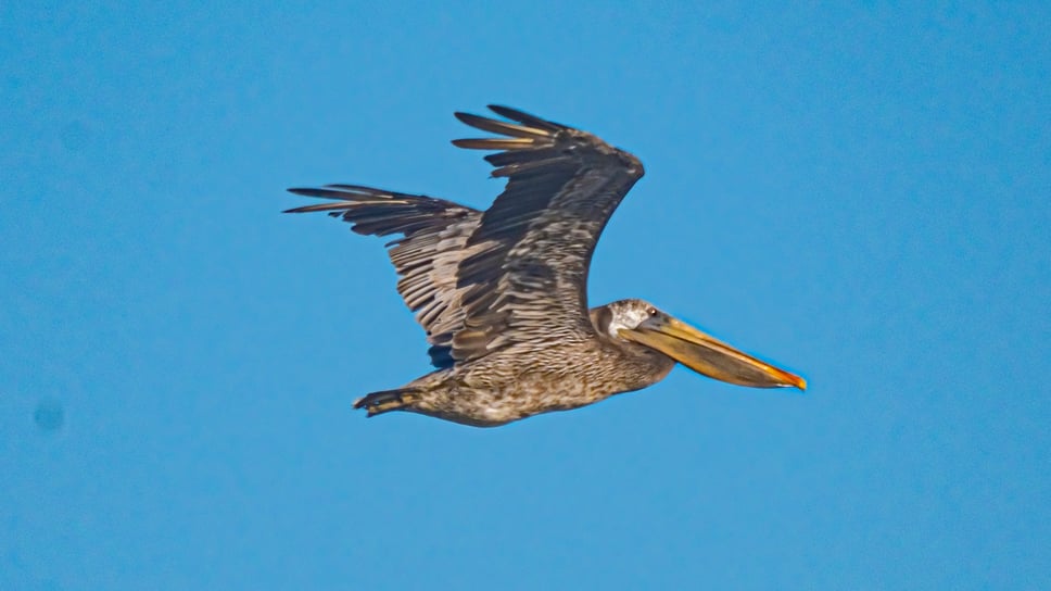 Pelican