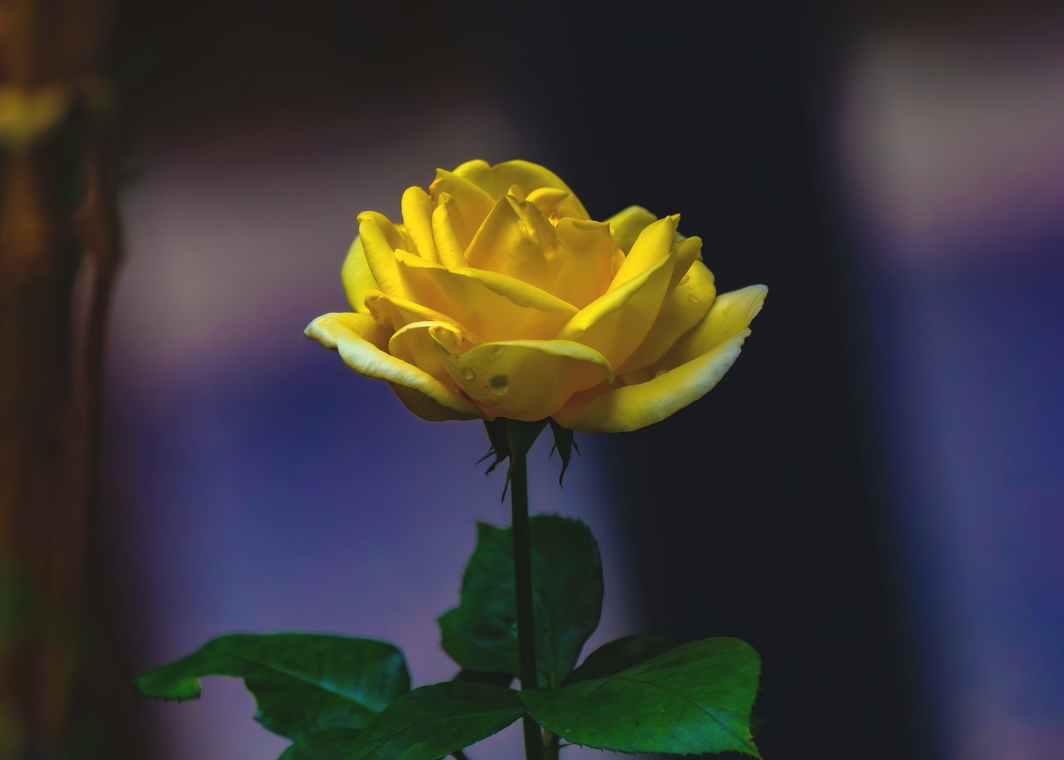 Scenes from my Garden