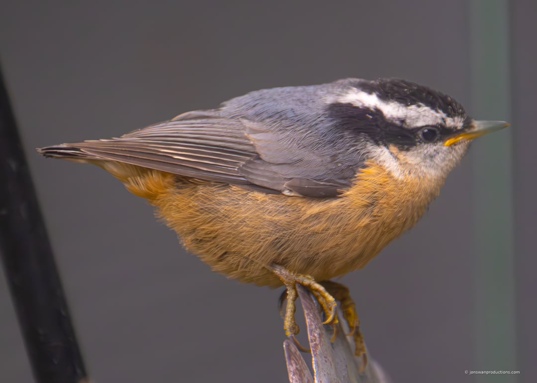 A baby red-breasted nuthatch in soft morning light