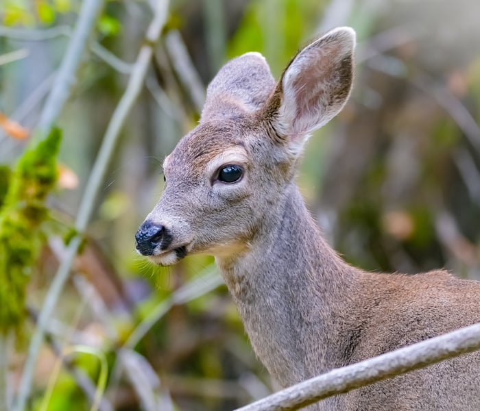Deer in Oaks Bottom