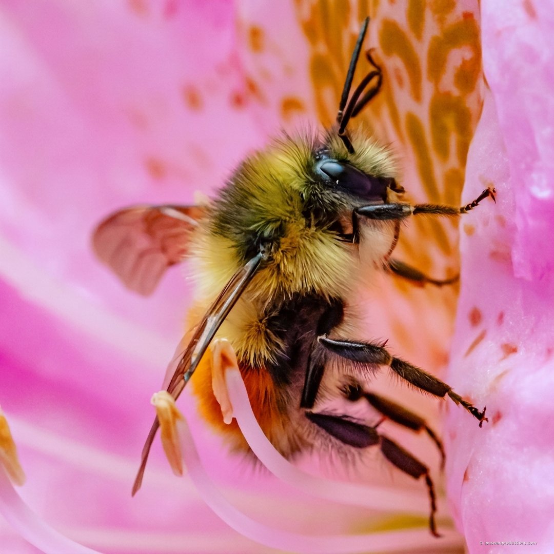 Bumblebee with orange abdominal band inside a pink rhododendron flower