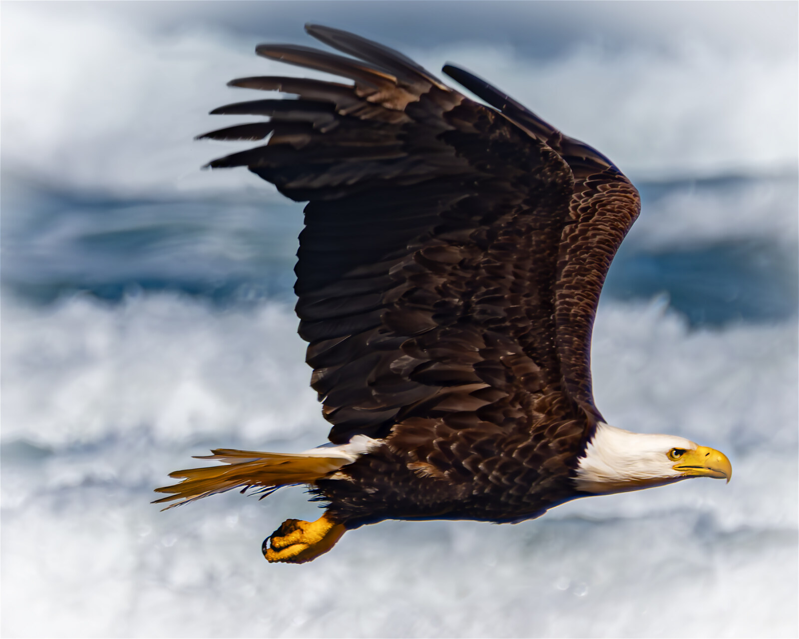 Bald eagle in flight with one wing raised high, talons tucked, against breaking surf at Neskowin