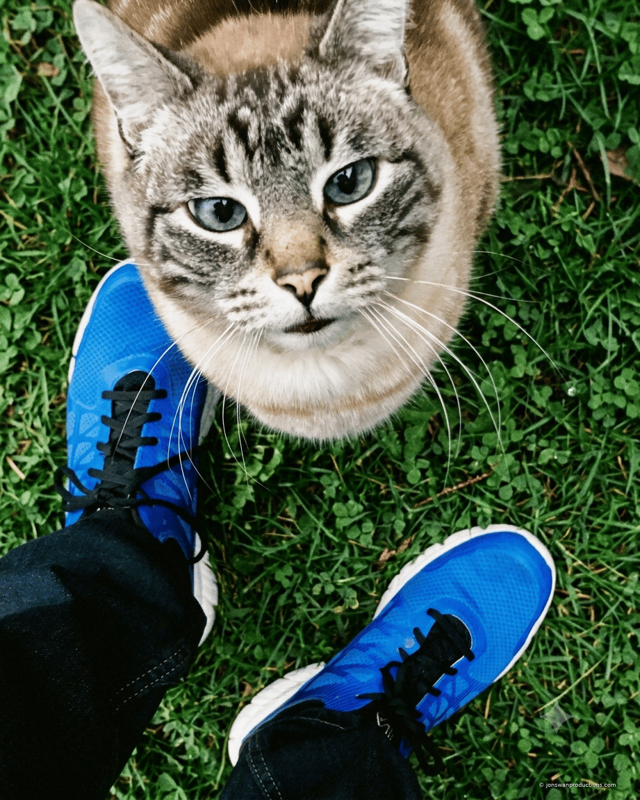 A friendly cat raised alongside dogs, asking to be pet