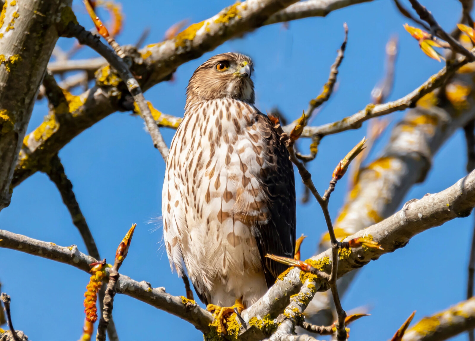 Juvenile Cooper's hawk perched in a lichen-covered tree against blue sky