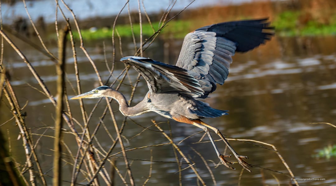 Great blue heron flying low over water with wings raised on the upstroke