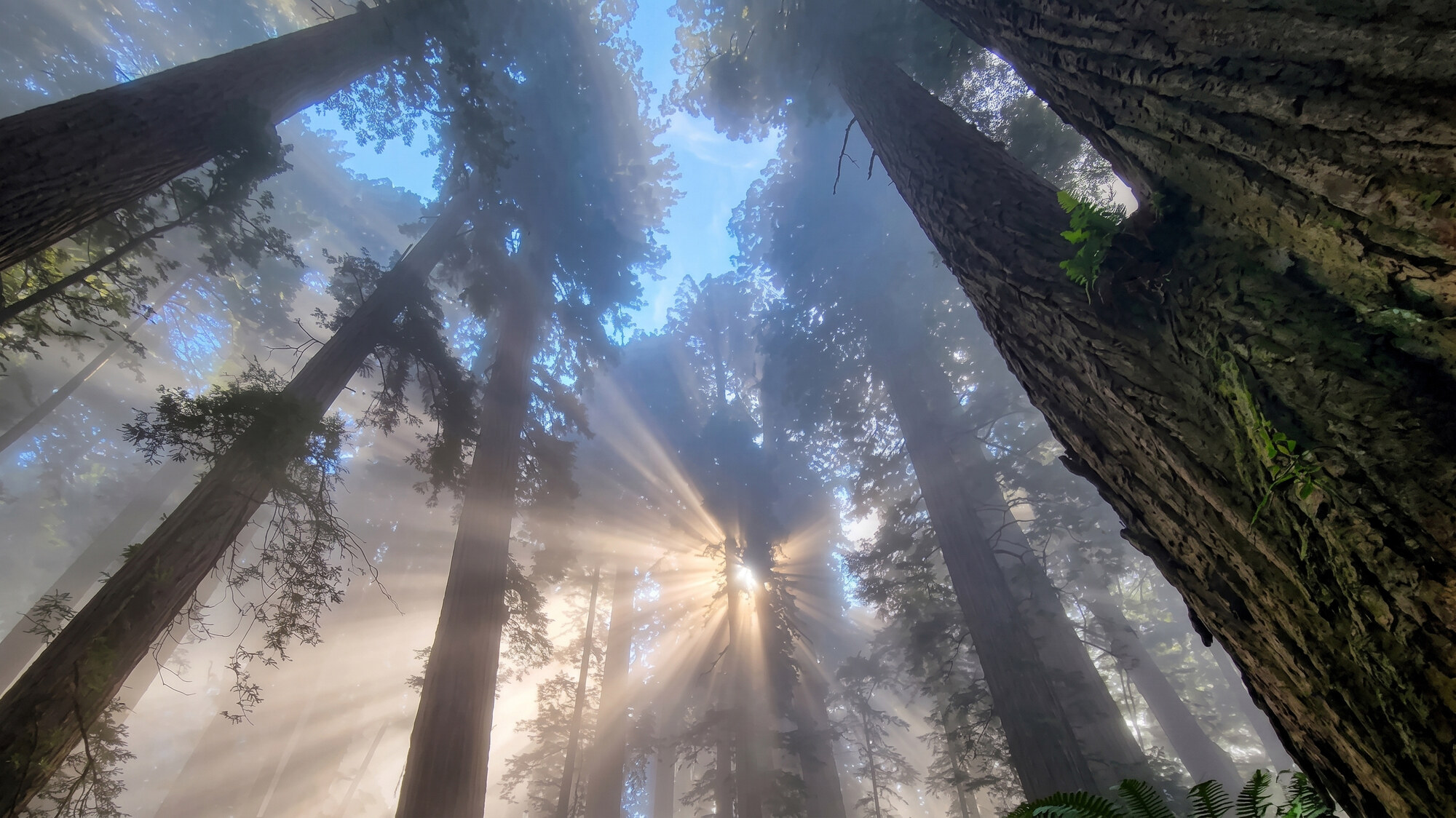 View upward through a misty forest of tall redwood trees with sunbeams filtering through the canopy.
