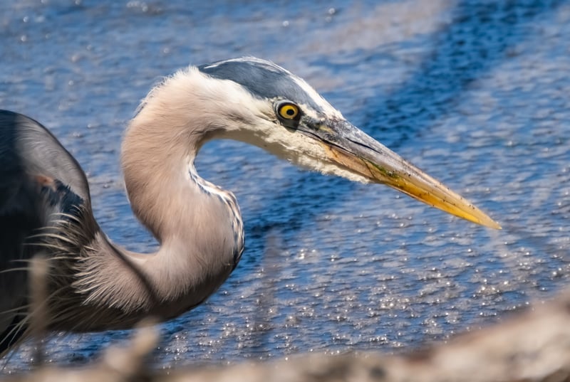 Bird Quizes will be exhibited at the Oregon Museum of Science and Industry