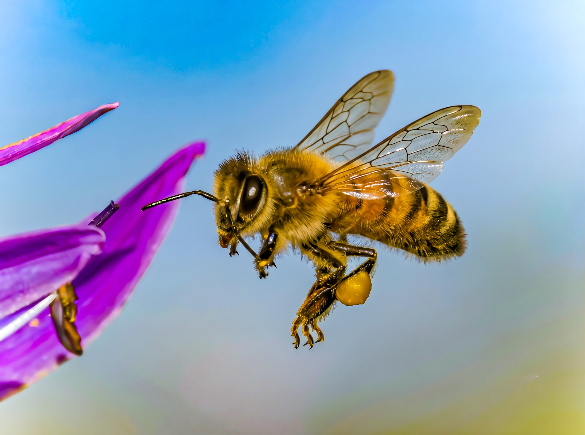 Honeybee worker carrying full orange pollen baskets on her hind legs