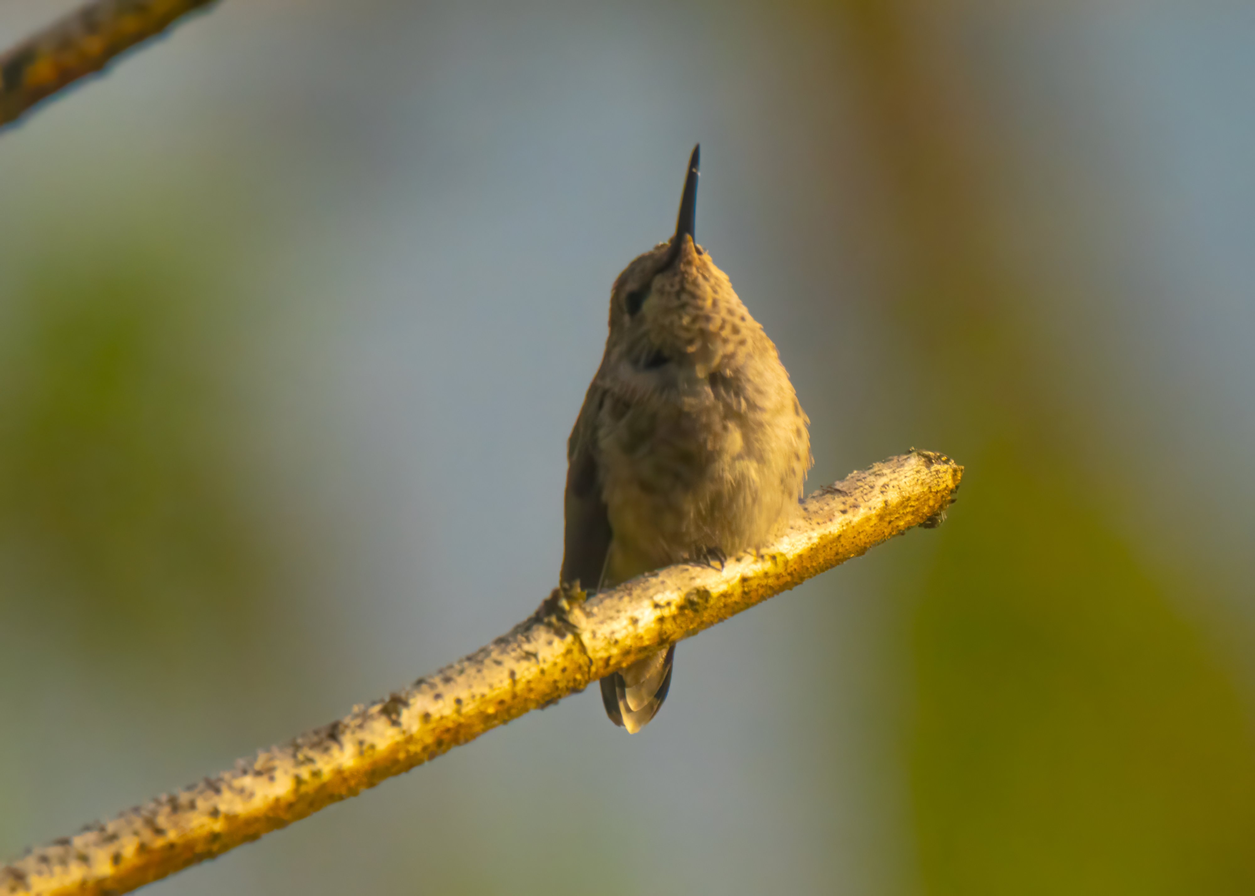A baby Anna's hummingbird looking upward, waiting for its parent to feed it