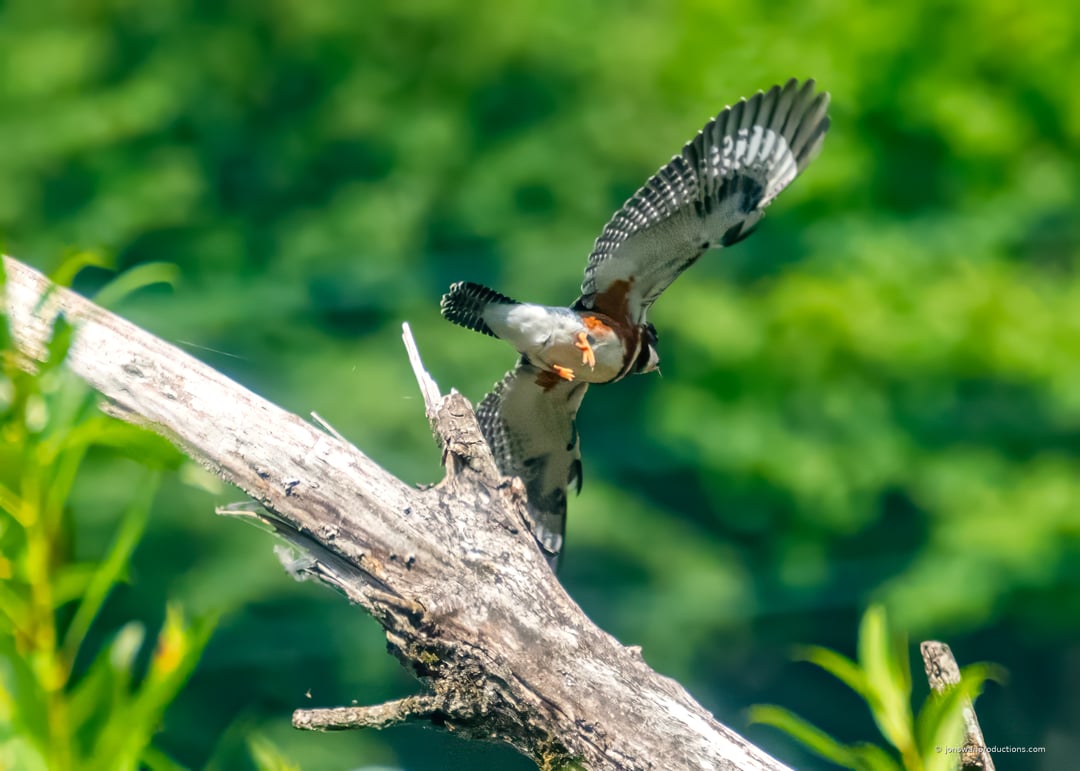 Belted Kingfisher in flight showing the barred pattern under its wings