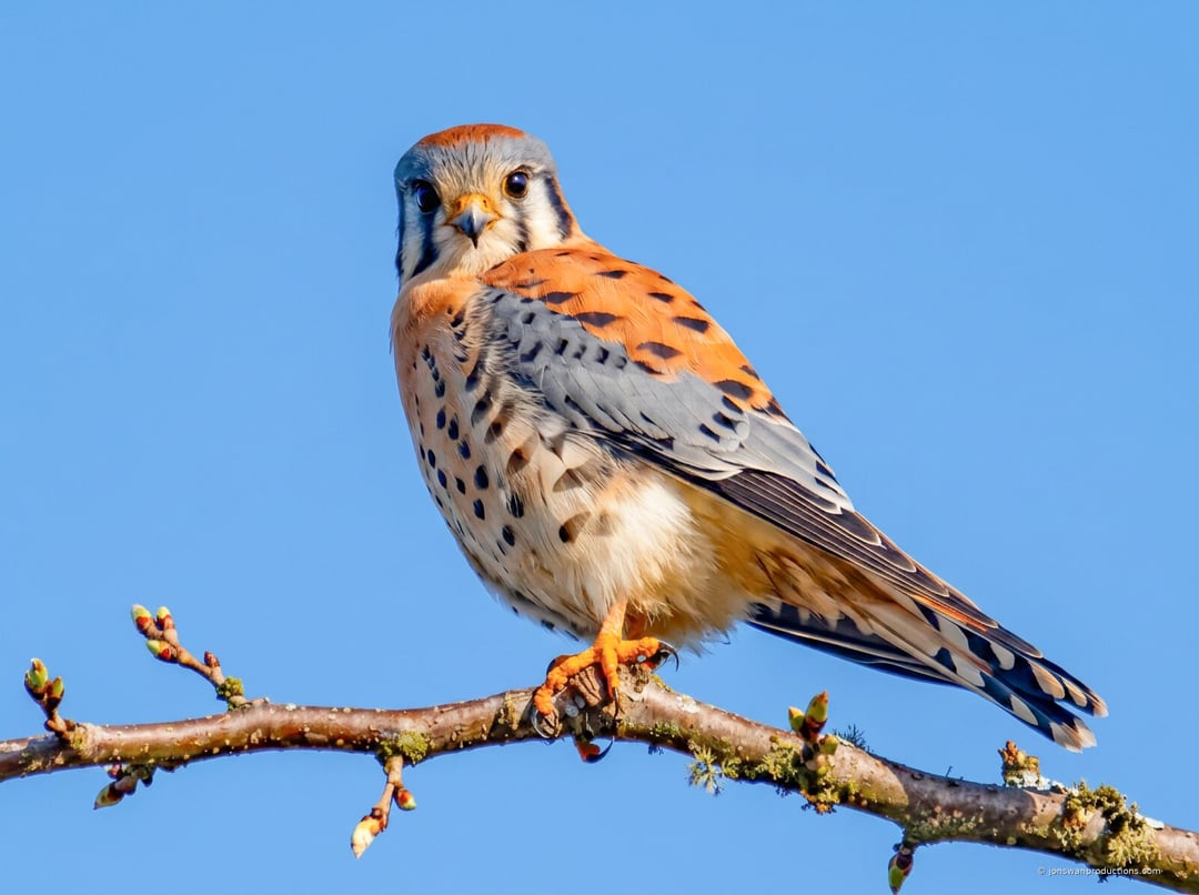 Male American kestrel head-on against blue sky showing both black facial stripes on each cheek