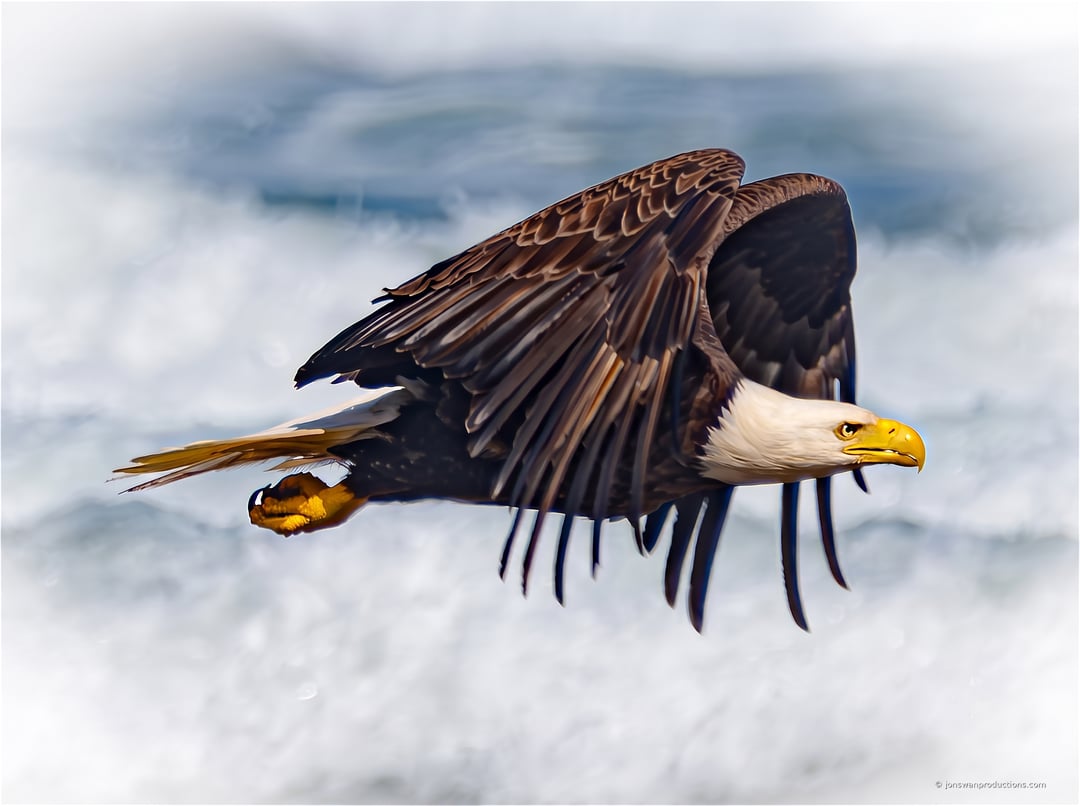 Bald eagle in flight with wings raised over blurred breaking surf at Neskowin beach