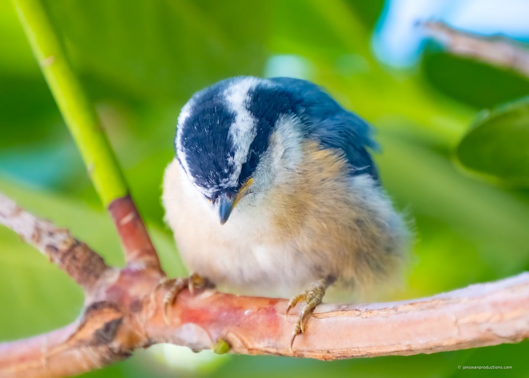A baby red-breasted nuthatch perched in the yard