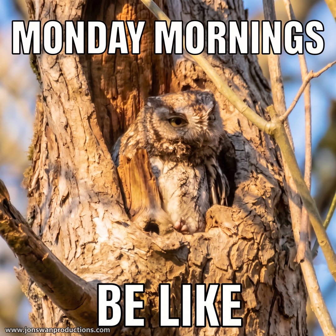 Western screech owl squinting in golden light at the mouth of its tree cavity, captioned Monday mornings be like